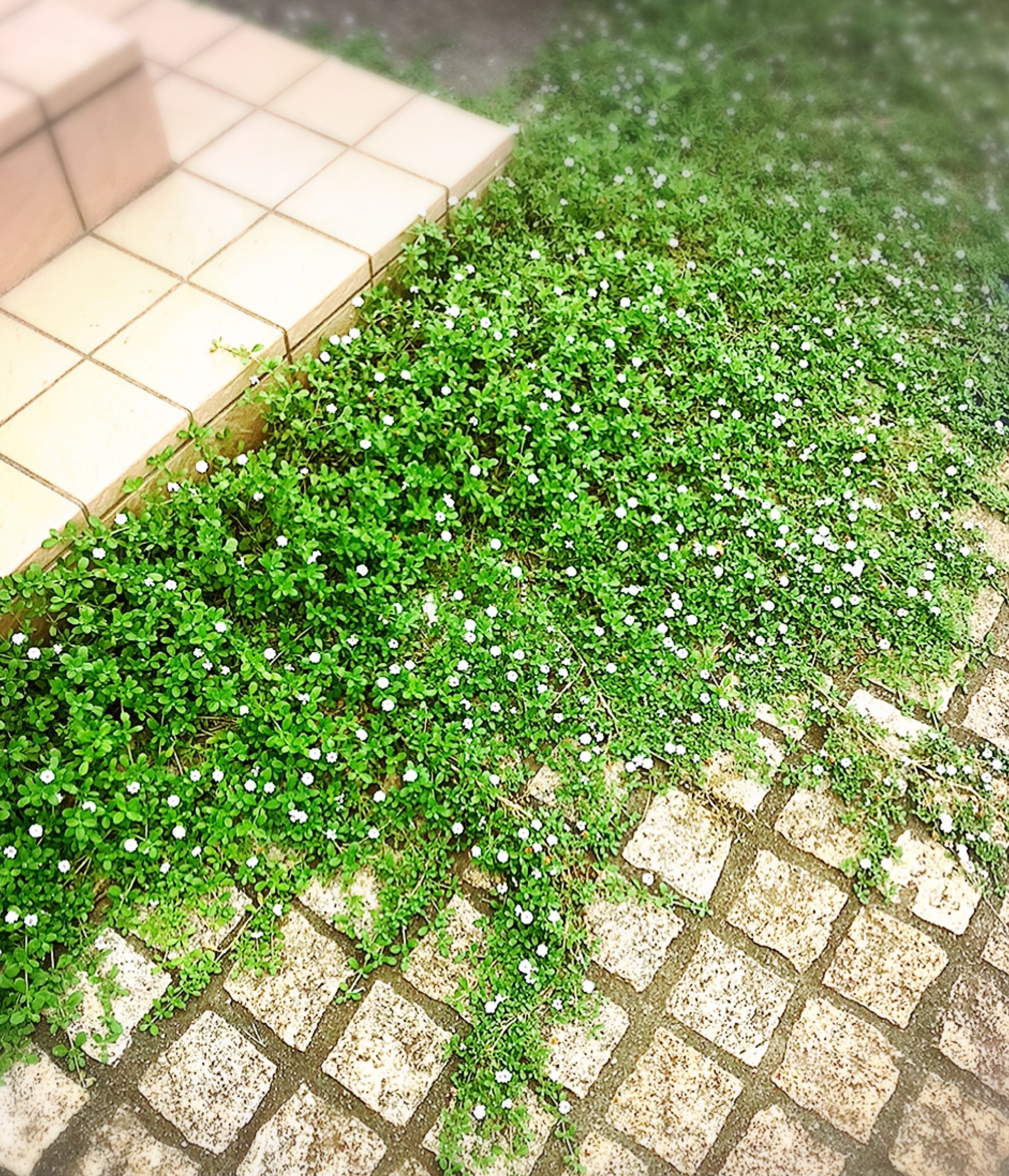 玄関前のお出迎え