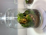 瓶の中の小さな森