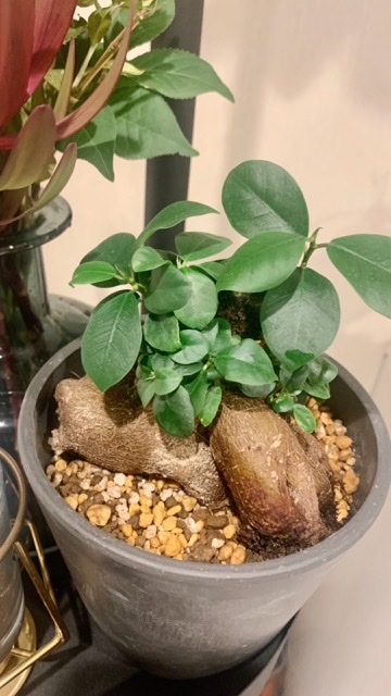 AD5435AF-FA76-4A6B-B820-623291391F8A