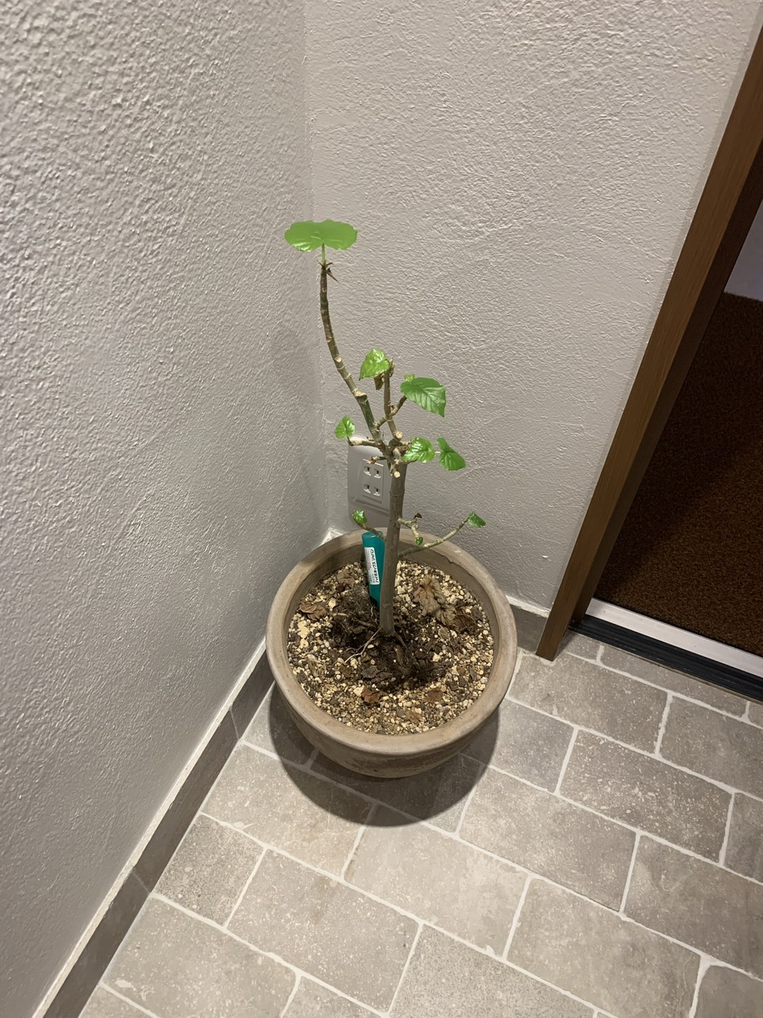 ウンベラータ成長日記1