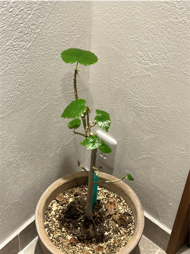 ウンベラータ成長日記2