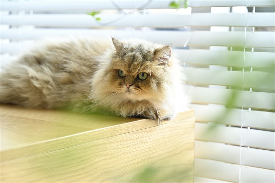 🐱スーパー猫の日🐈