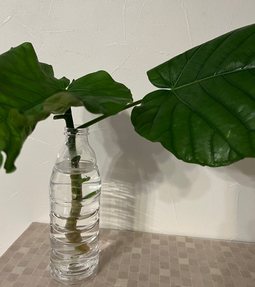 素敵ないただきもの🍃