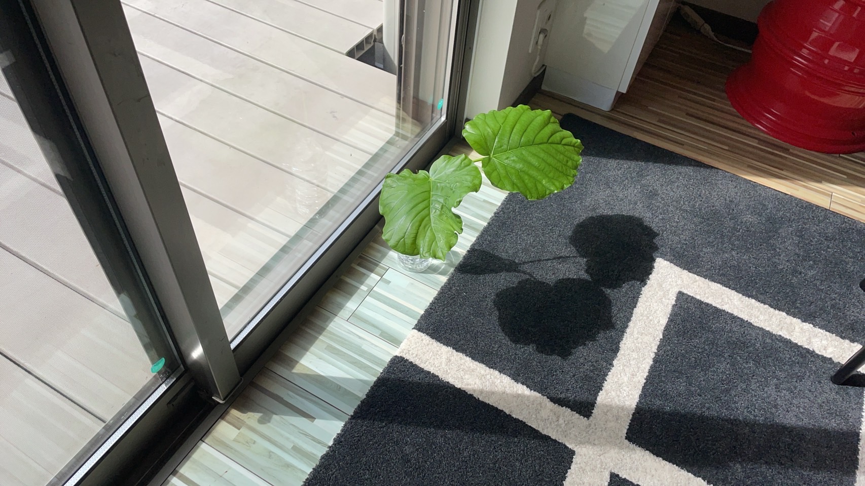 ウンベラータ成長日記🍃