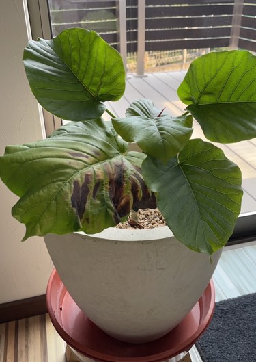 ウンベラータ成長日記🍃