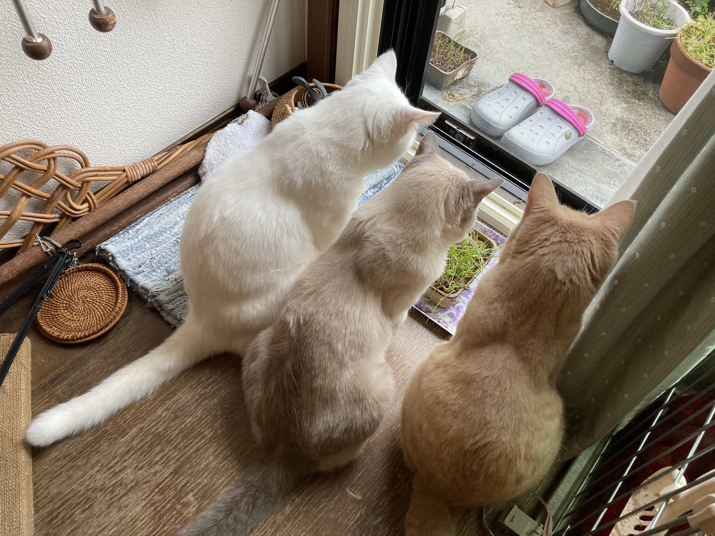 保護猫出身の愛猫たち