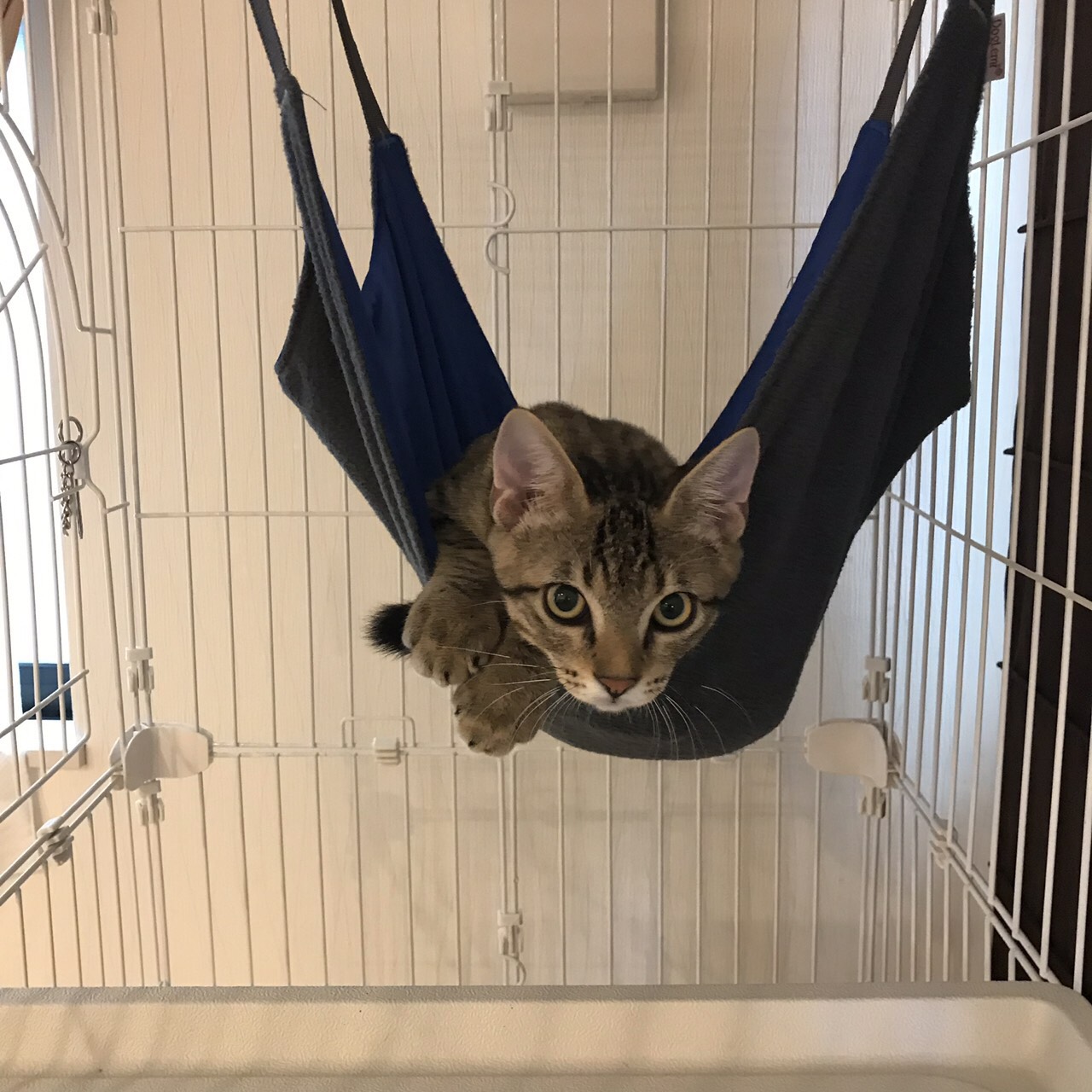 保護猫を迎えること