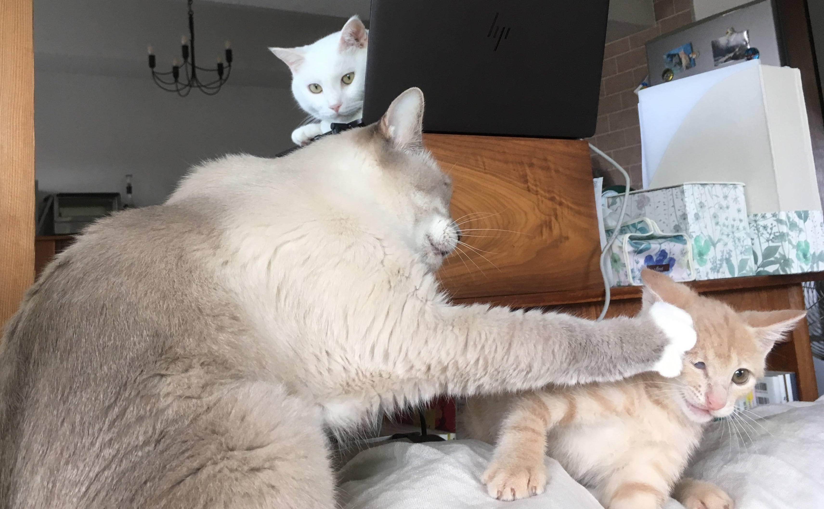 保護猫出身の愛猫たち