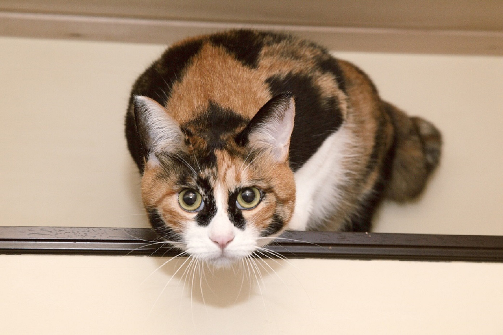 キャットステップとキャットウォーク