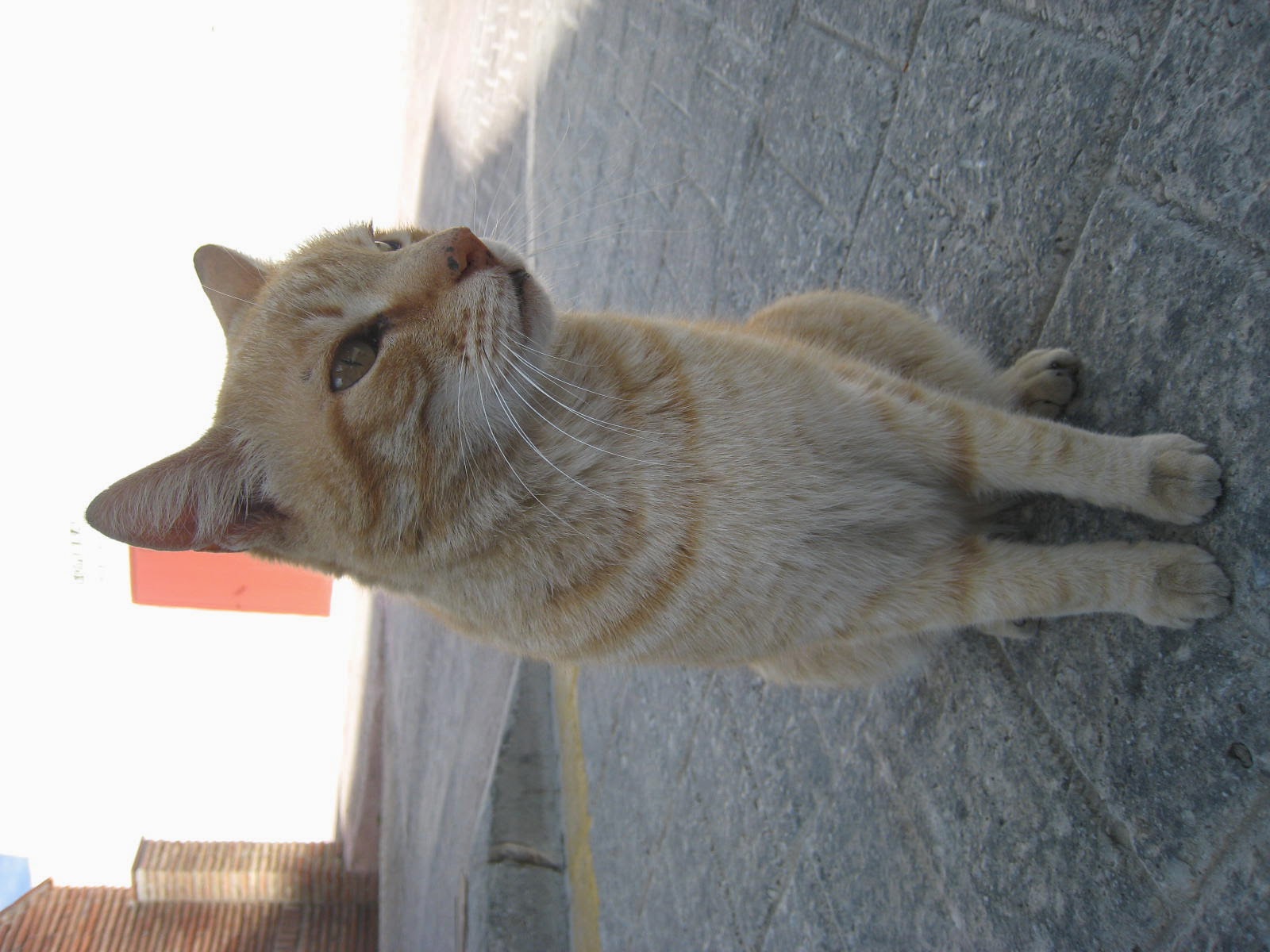 白と青の街、スペイン・ミハス