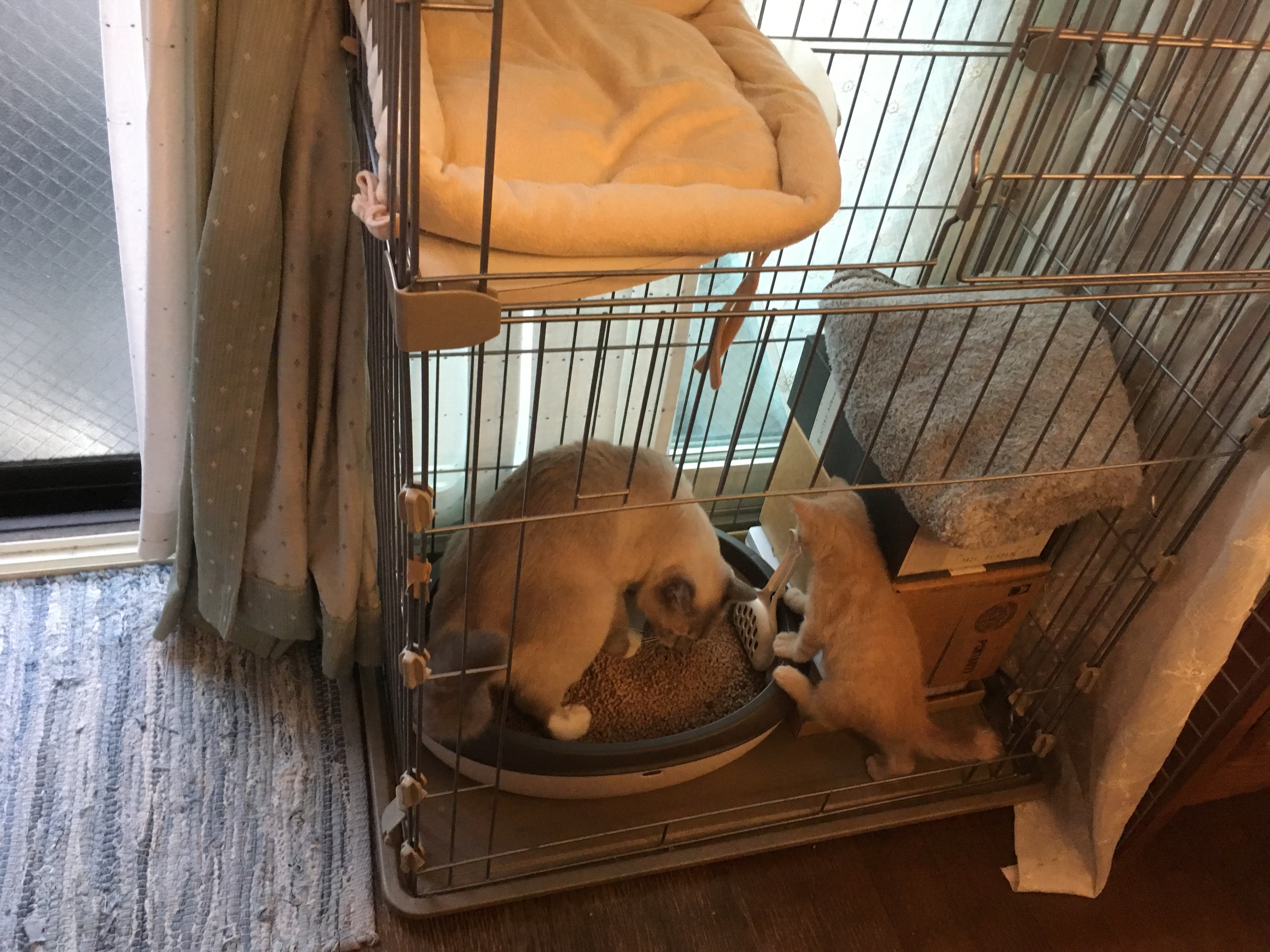 猫飼いさんの悩みの1つ、猫のトイレ