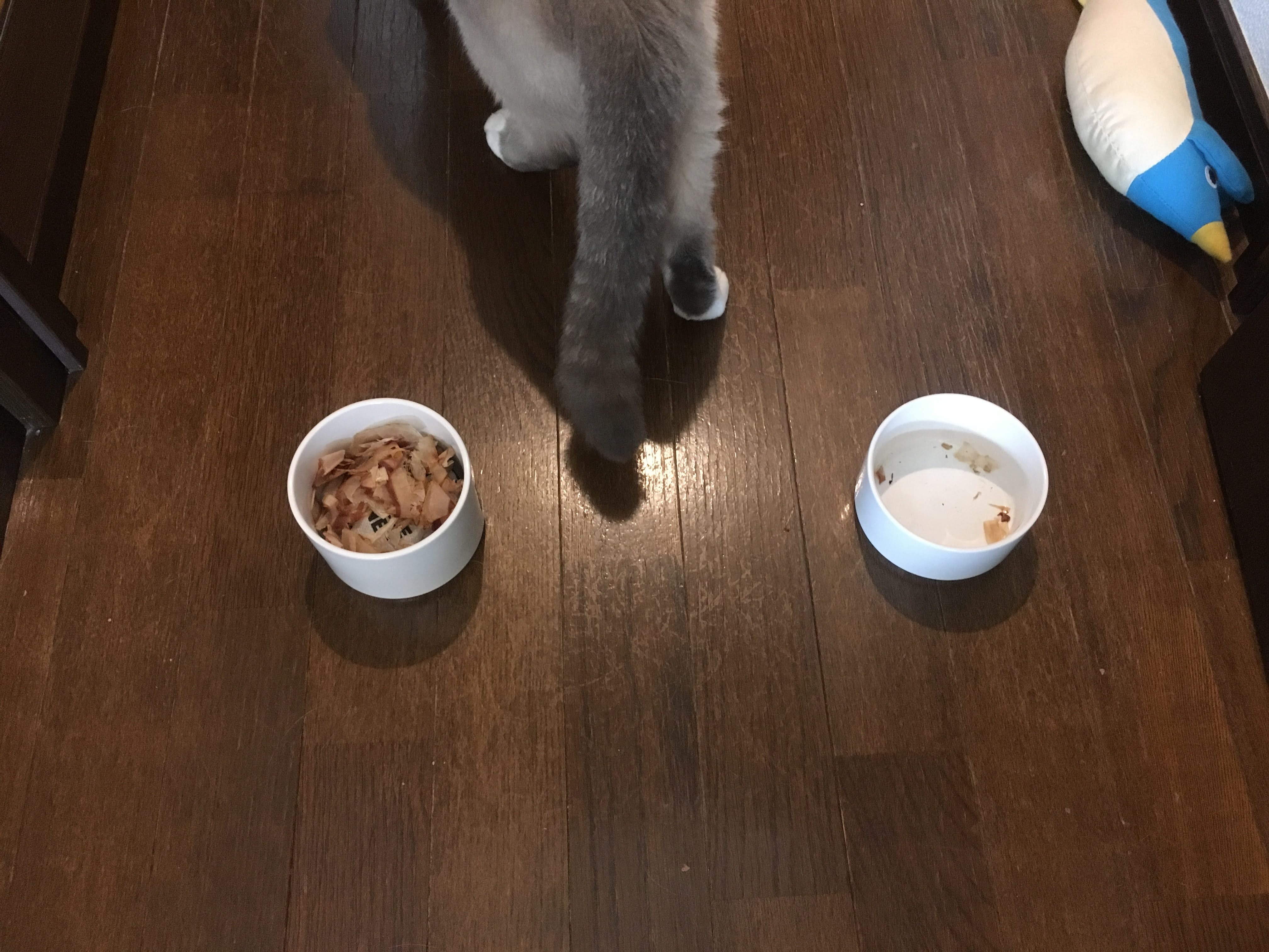 珪藻土の消臭効果・・猫による実験