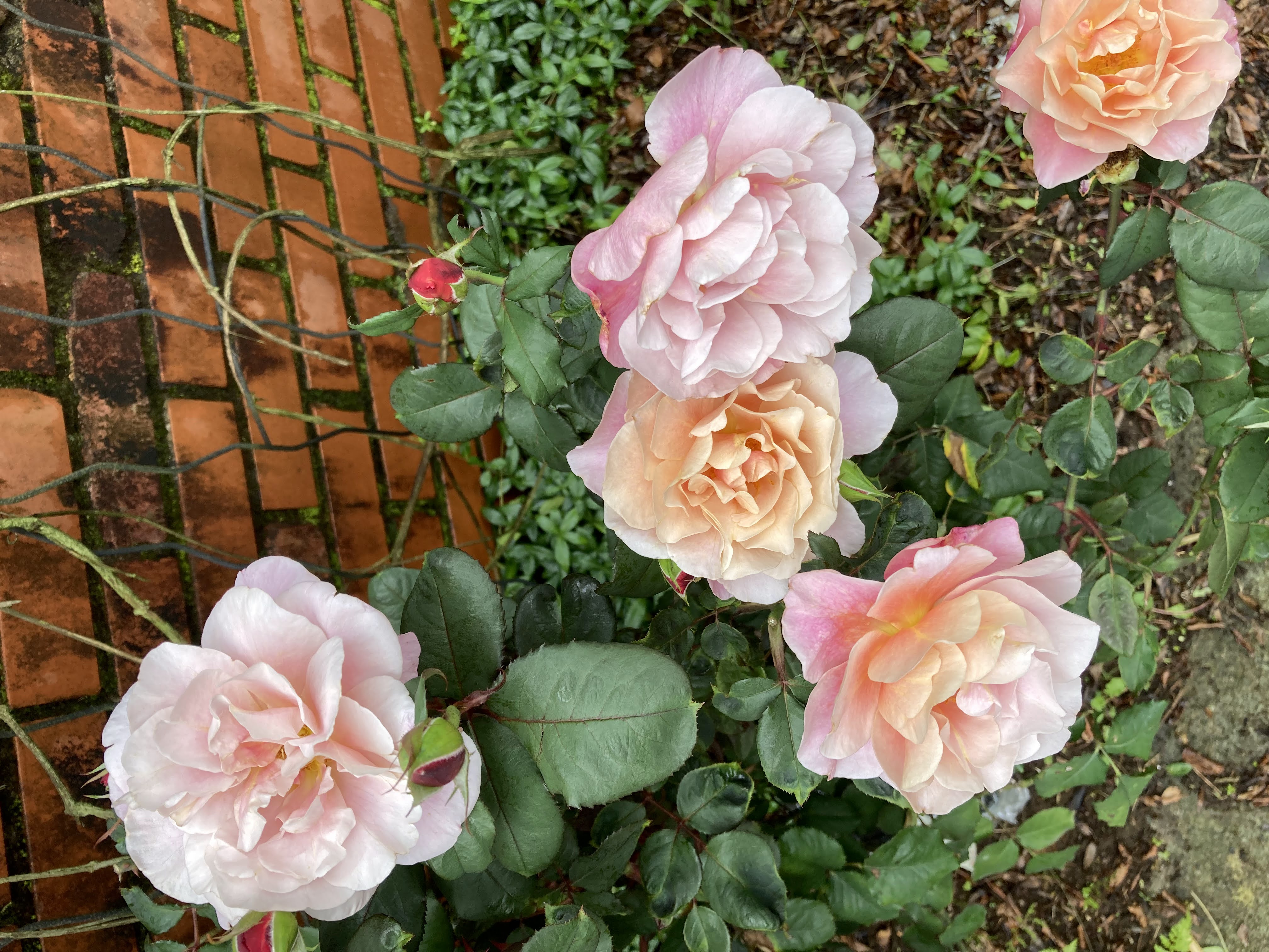 毎年恒例のバラの家