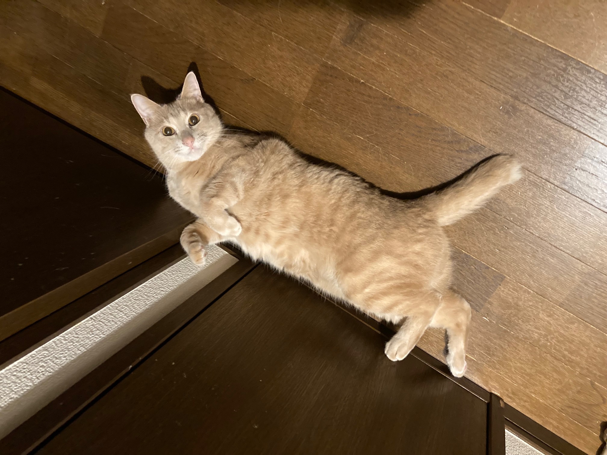 新年明けましておめでとうございます