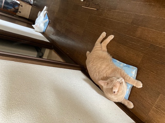 暑さ対策～猫編～