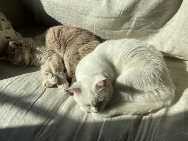 猫のリンパ腫治療、再び