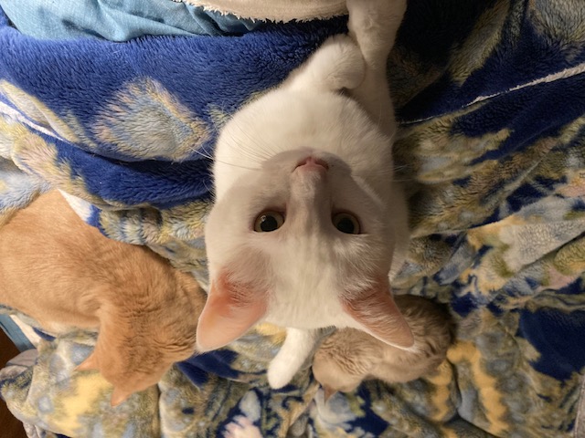 毎年恒例、ニャンズの年賀状