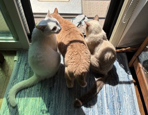 最近の３ニャンズ