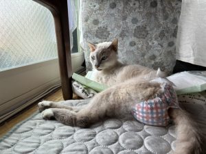 IMG_5010