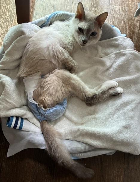 猫の介護