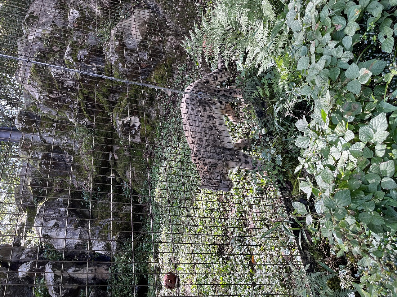 お休みに子供と動物園へ