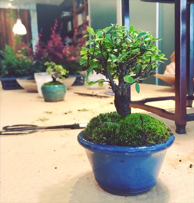 猛暑は涼しいLOHAS studioで遊ぼう！お子様も作れるワークショップ受付中♪