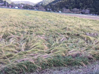 台風24号で倒れた稲