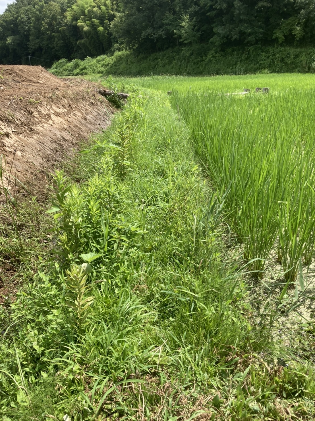 小川町下里だより　2022年8月号