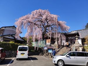 東昌寺の桜