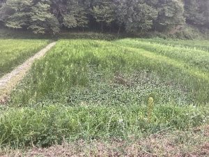 アンバサダー現在田んぼ20250825