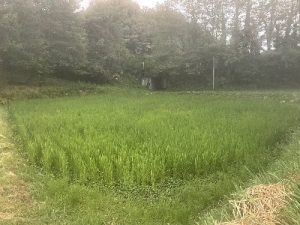 新人社員研修の現在20250825