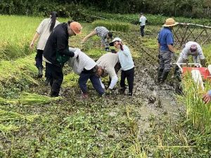 アンバサダー稲刈り20250920-1