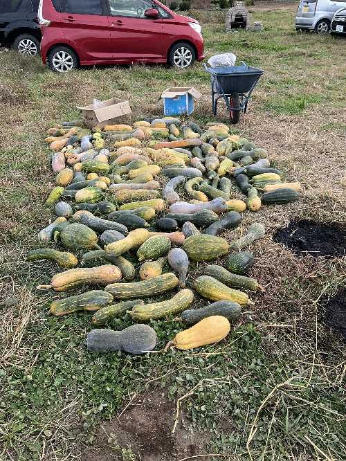 鶴首かぼちゃ固定種収穫20251116