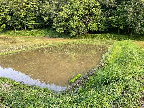 ＯＫＵＴＡ新人用田植えその後