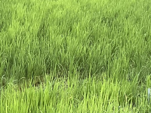 社員研修田んぼ7月近況