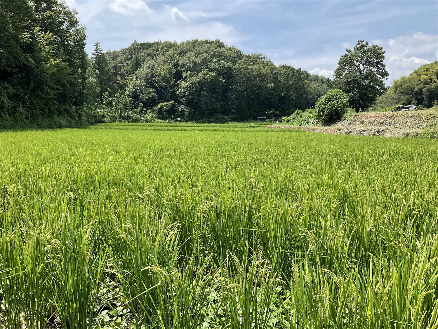 大沼谷津田20260821