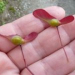 小川町下里だより201307.10