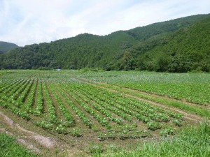 下里の大豆畑風景　サイコー　20130801