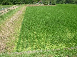 ロハス倶楽部田んぼの様子20130725