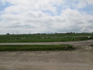 ロラン島の羊と風車
