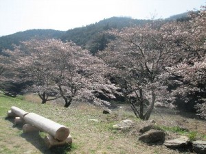 下里槻川の桜とベンチ20150331