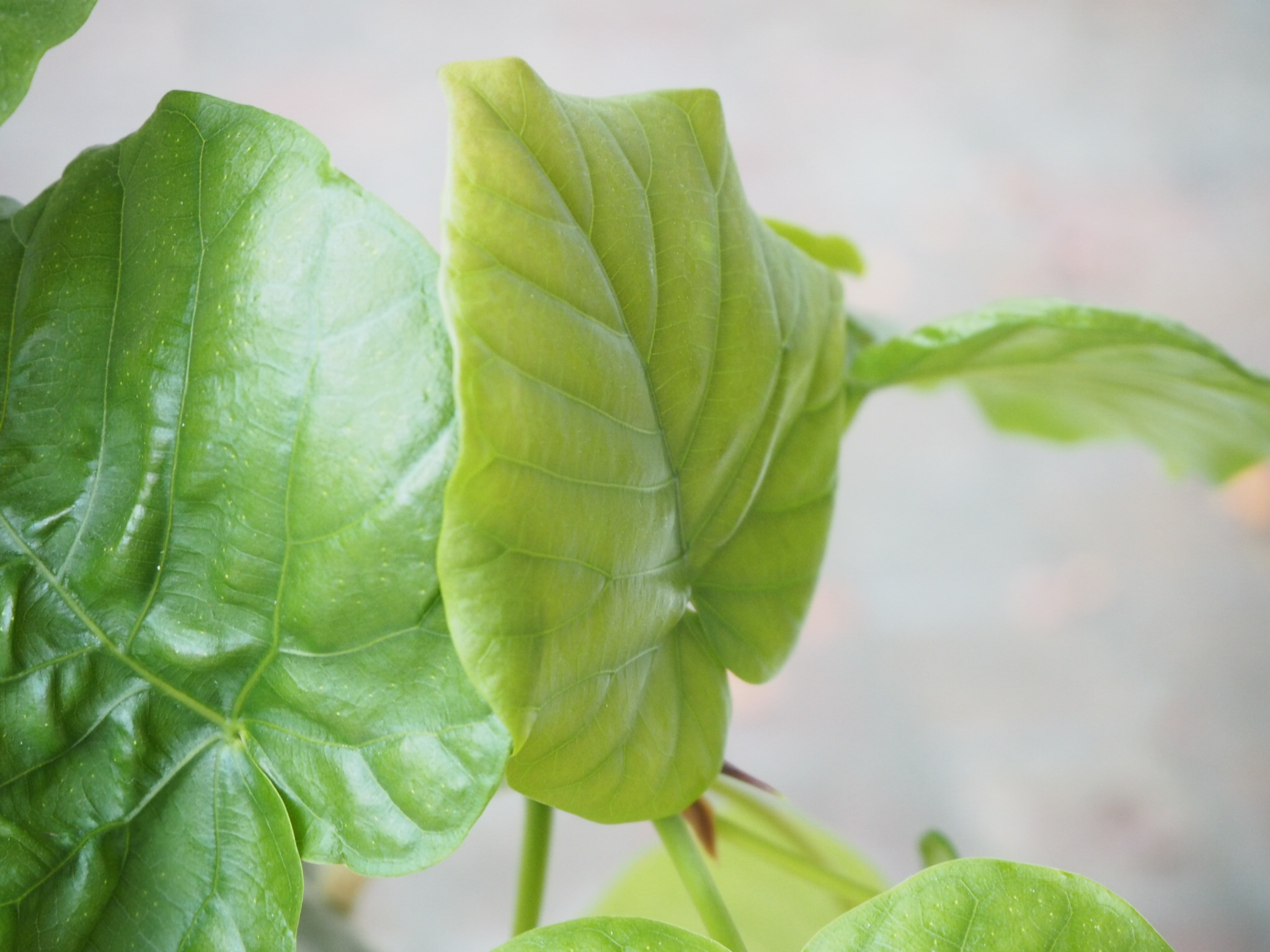 大宮店　通常通り営業　のお知らせ