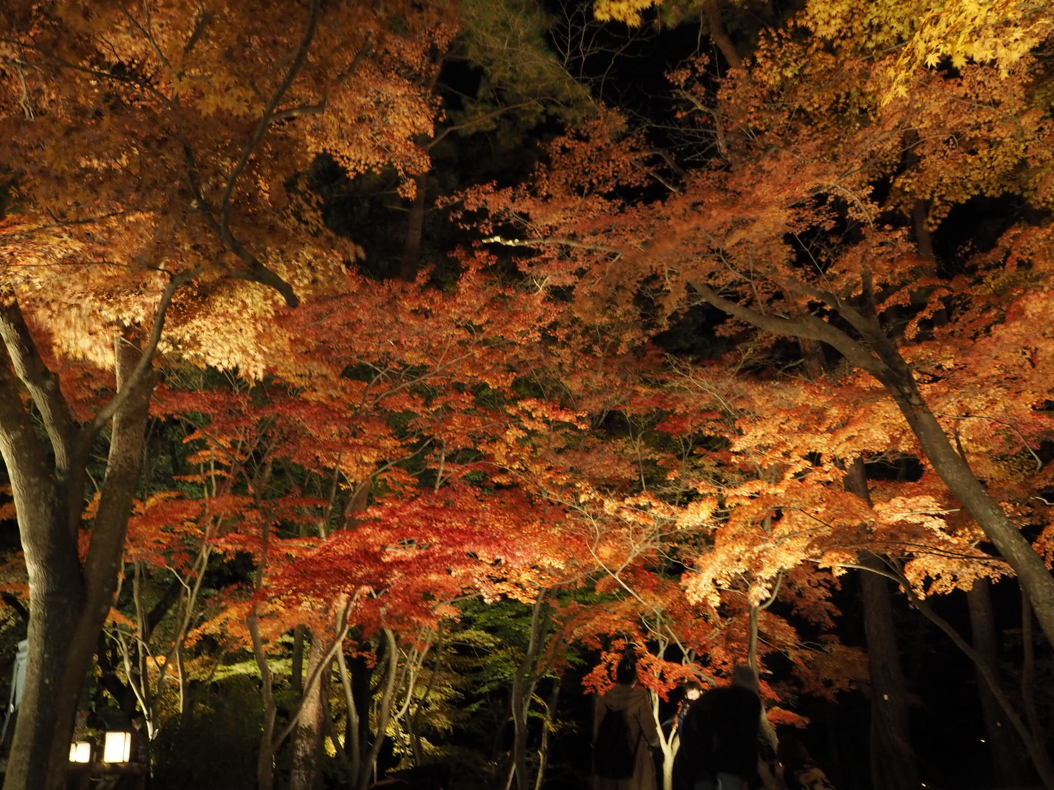 【　季節の日記　】　今が見頃　!!　長瀞の紅葉がおすすめ　