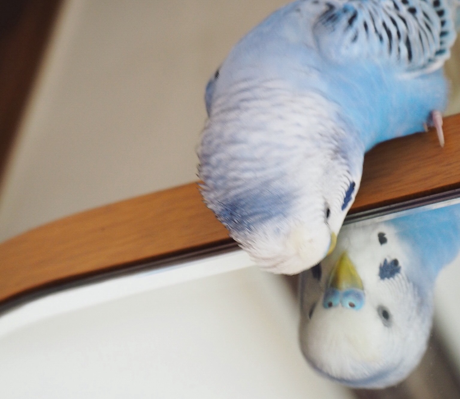 ★2017年★　新年明けましておめでとうございます