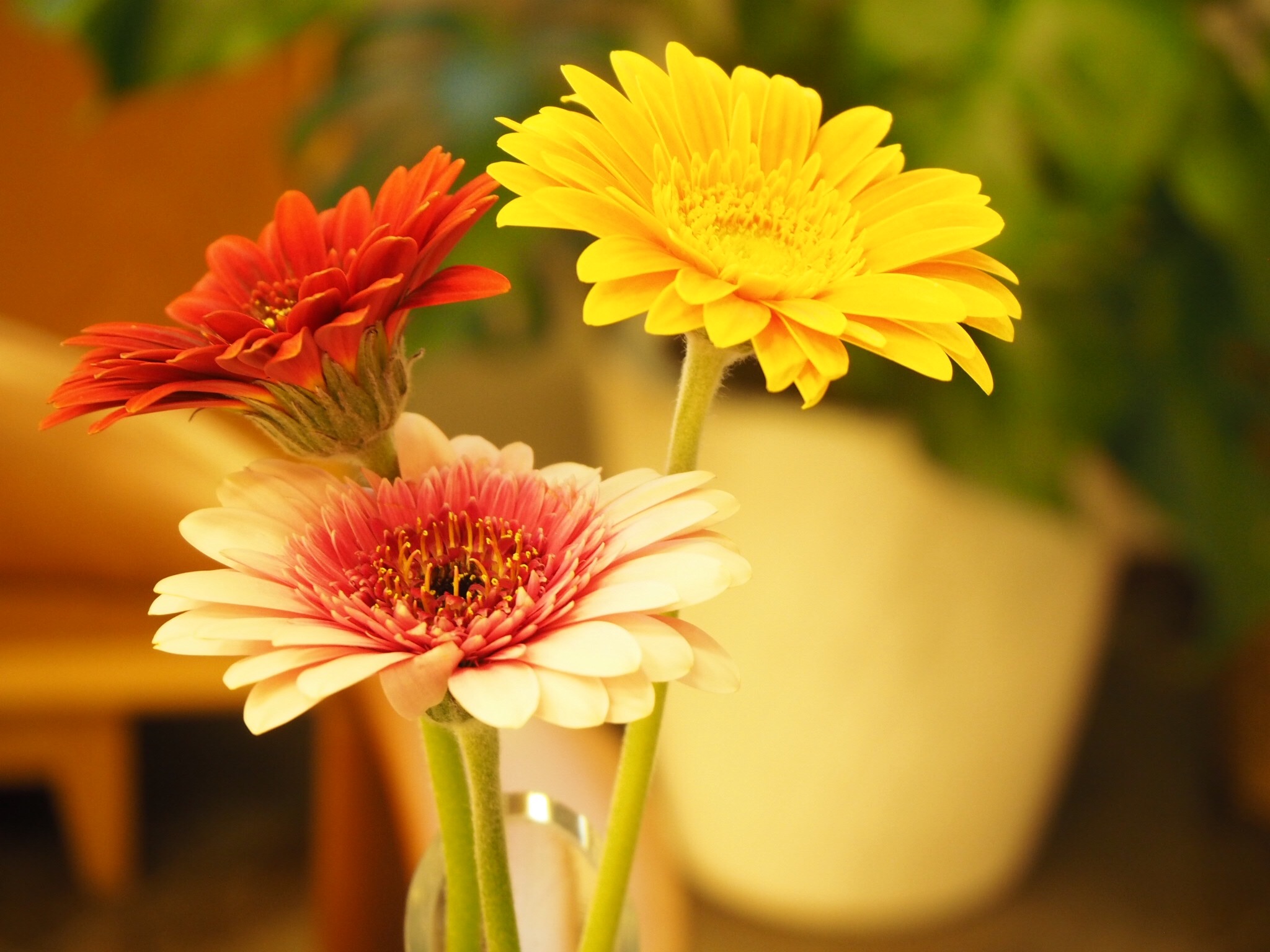 LOHASstudio全店 1/12（木）臨時休業のお知らせ