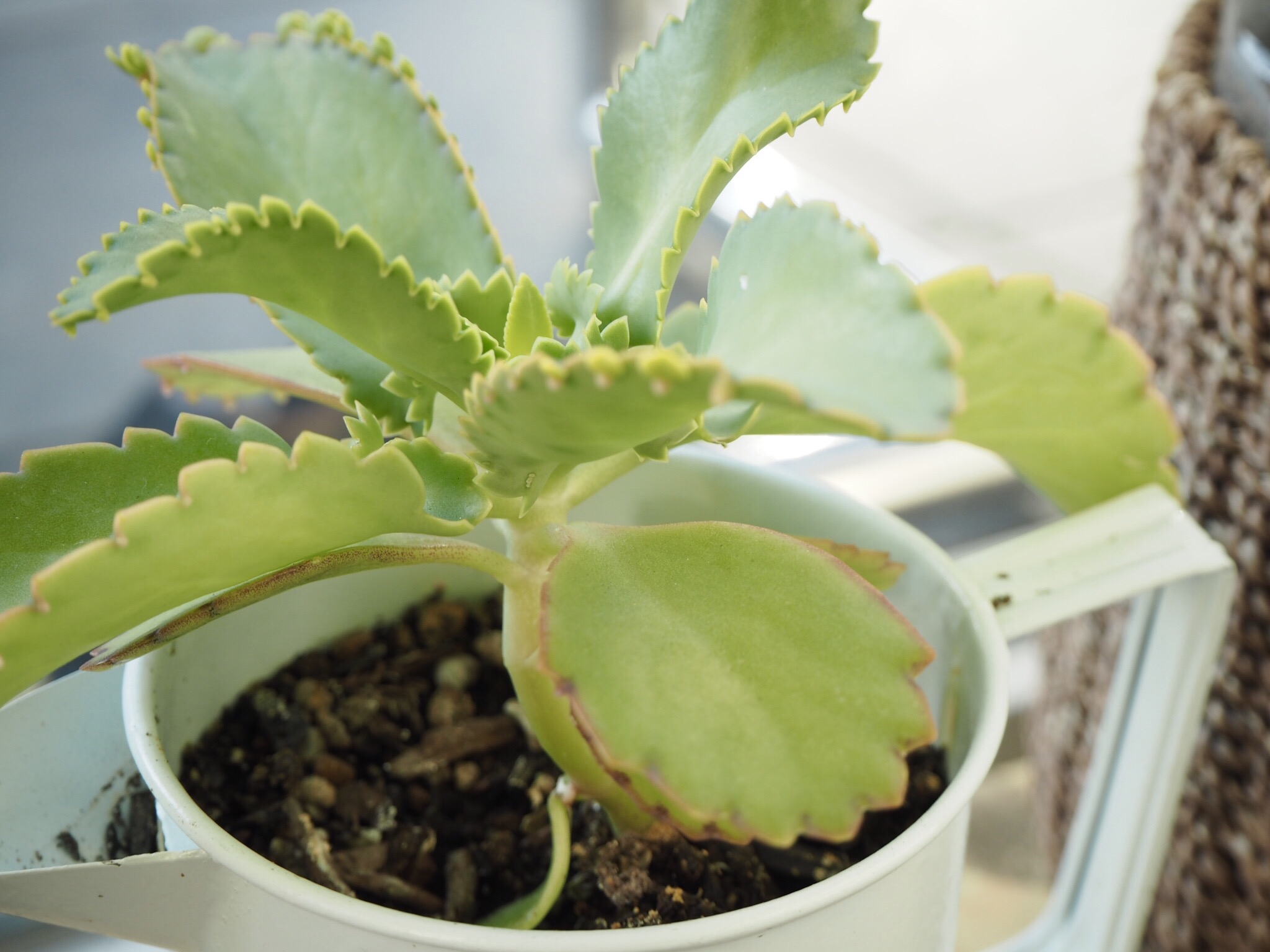 こんなに大きくなりました♪