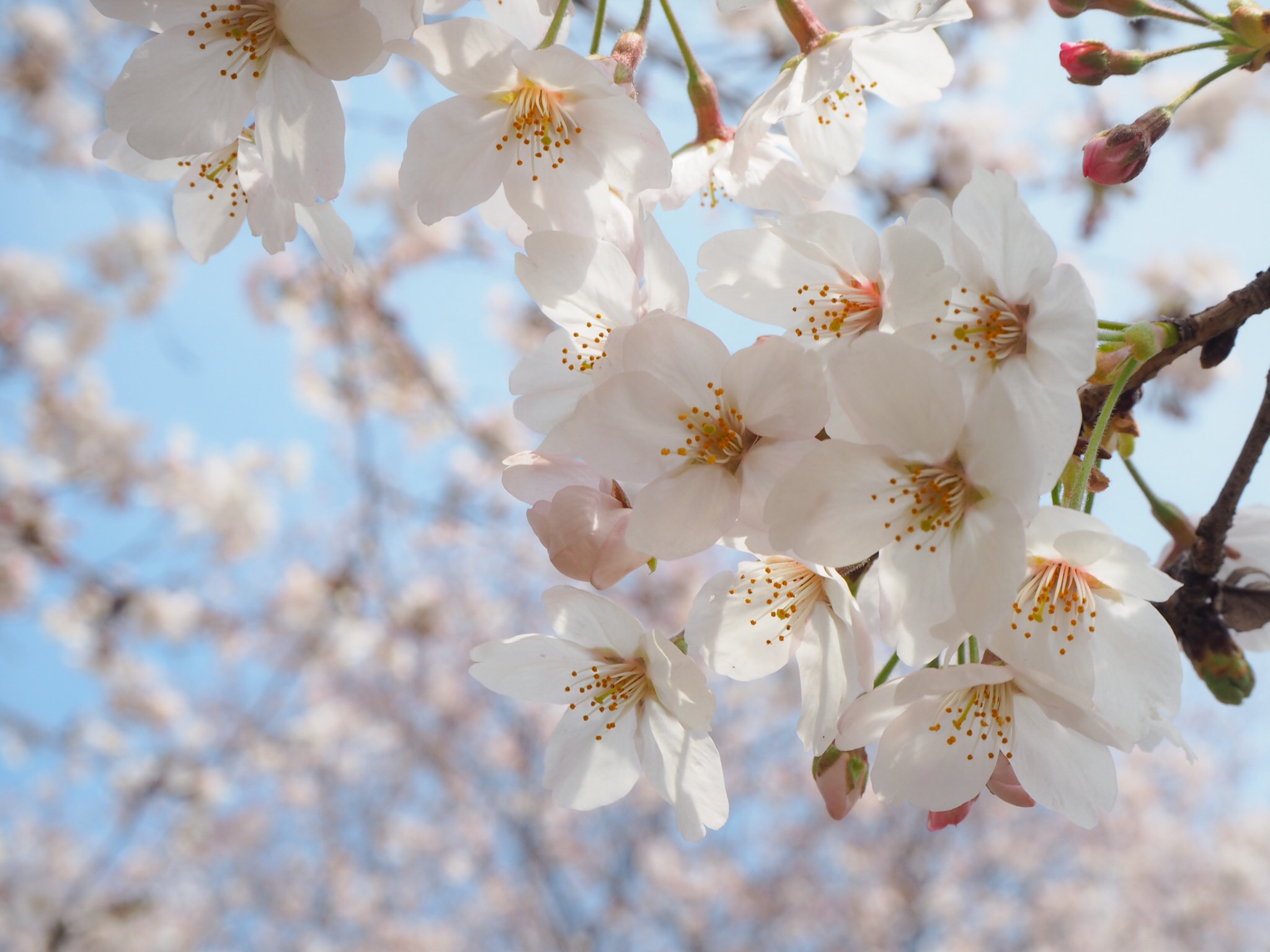 ❀関東No.1のお花見スポット❀