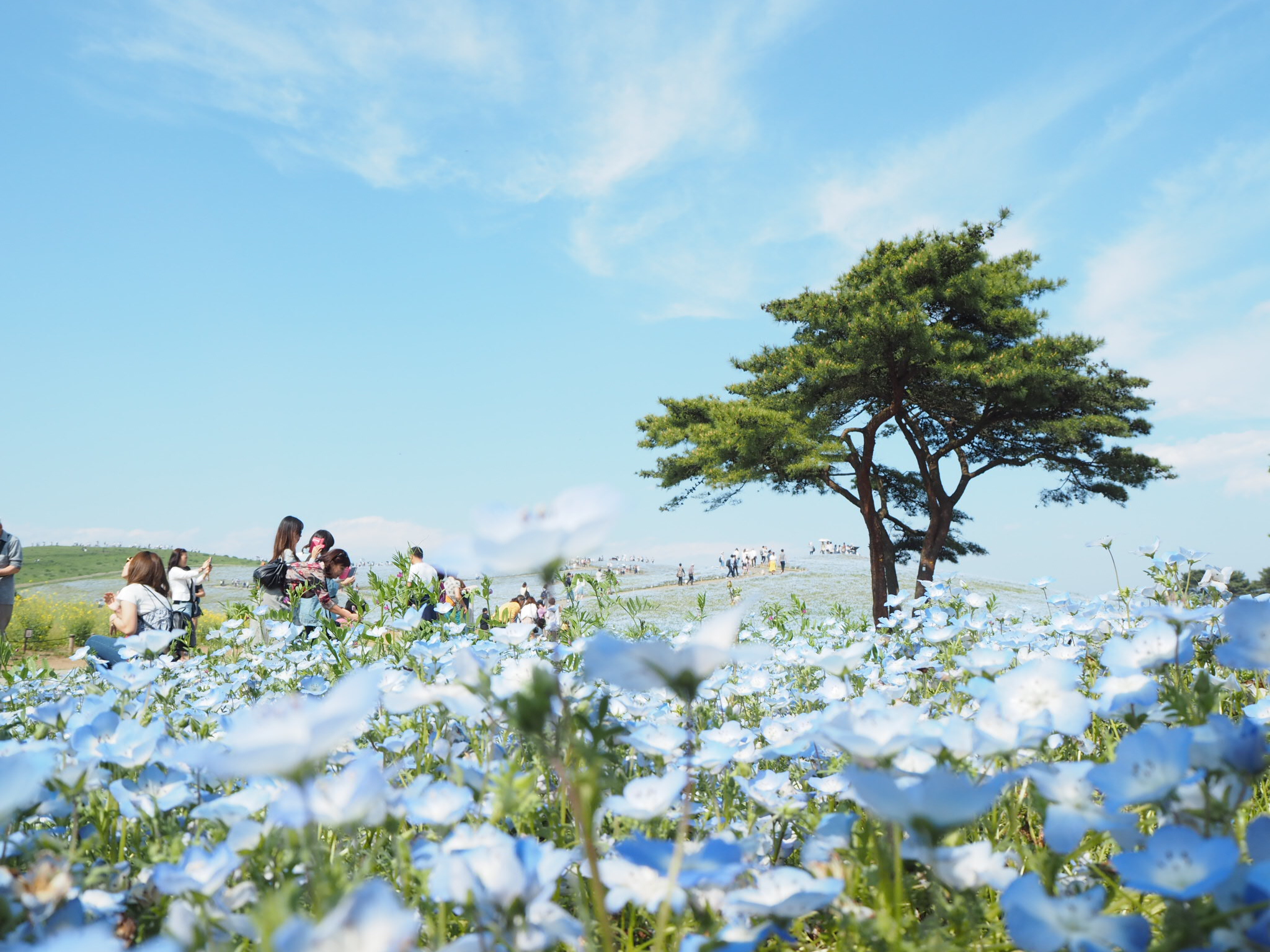 話題のネモフィラ見に行ってきました❀