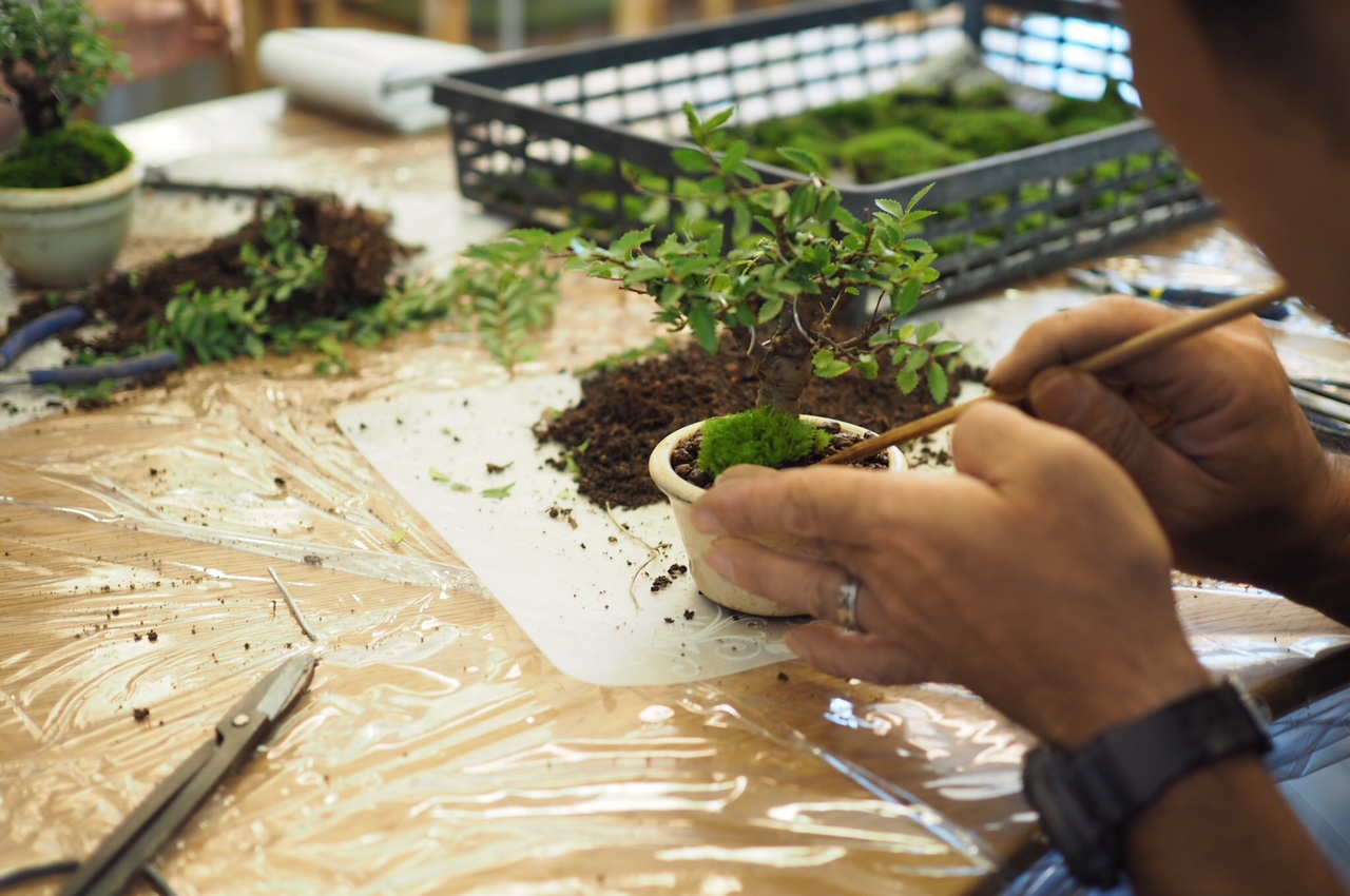　8/9（木）　盆栽つくりワークショップ開催致しました♪