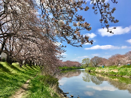 満開 北越谷で夜桜も愉しめる 元荒川堤の桜並木 株式会社okuta Lohas Studio越谷店のブログ リフォーム マンションリフォームならlohas Studio ロハススタジオ Presented By Okuta オクタ